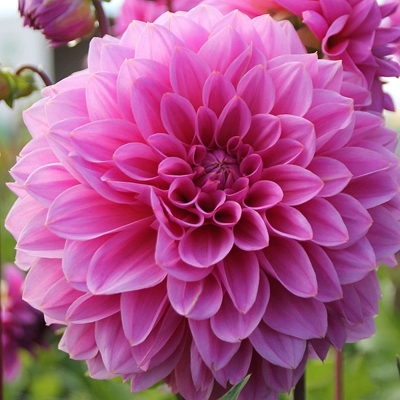 Dalia  dekoracyjna Lucky Number 1szt