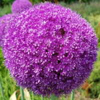 Czosnek Giganteum.jpg