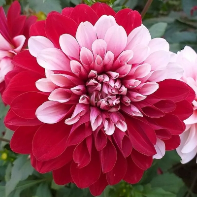 Dalia dekoracyjna Pacific Time 1szt