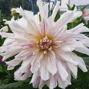 Dalia talerzowa Avignon 1szt