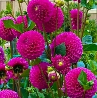 Dalia Sandra.jpg