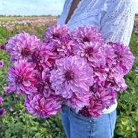 Dalia Cranberry Classic