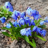 Cebulica syberyjska