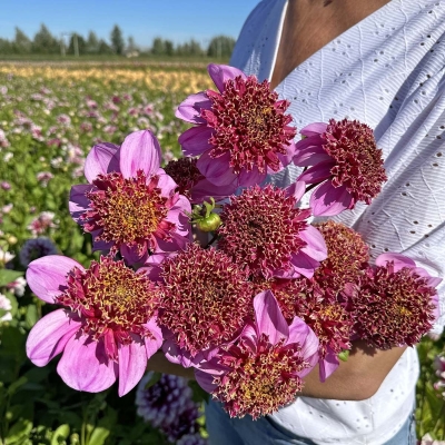 Dalia anemonowa Dad's Favourite 1szt