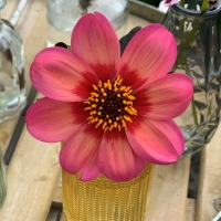 Dalia Dahlegria Tricolore