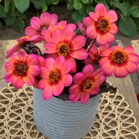 Dalia Dahlegria Tricolore