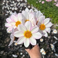 Dalia Dahlegria White
