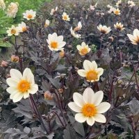 Dalia Dahlegria White