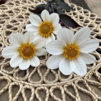 Dalia Dahlegria White