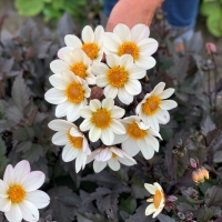 Dalia Dahlegria White