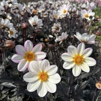 Dalia Dahlegria White