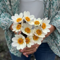 Dalia Dahlegria White
