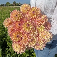 Dalia Hapet Pastel