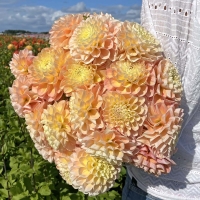 Dalia Honey Dew