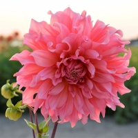 Dalia Islander
