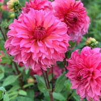 Dalia Islander