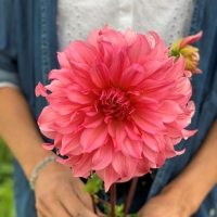 Dalia Islander