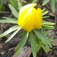 Rannik cylicyjski