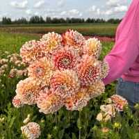 Dalia Jowey Fantasy
