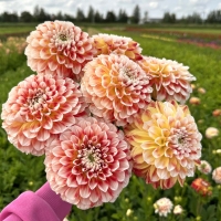 Dalia Jowey Fantasy