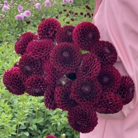 Dalia Jowey Mirella