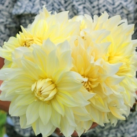 Dalia talerzowa la Luna