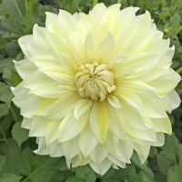 Dalia talerzowa la Luna