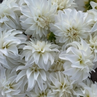 Dalia Lady Liberty