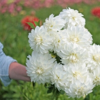 Dalia Lady Liberty
