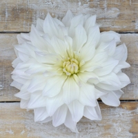 Dalia Lady Liberty