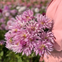 Dalia talerzowa Leila Savanna Rose