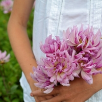 Dalia talerzowa Leila Savanna Rose