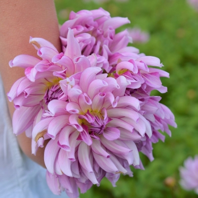Dalia talerzowa Leila Savanna Rose 1szt