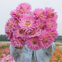 Dalia Miss Deliah
