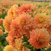 Dalia talerzowa Neon Splendor
