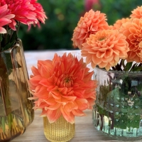 Dalia talerzowa Neon Splendor