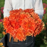 Dalia talerzowa Neon Splendor