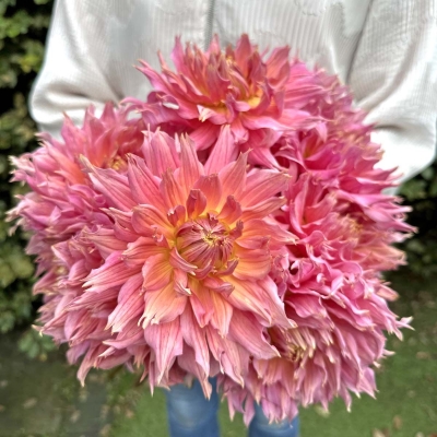 Dalia talerzowa Omega 1szt