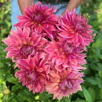 Dalia talerzowa Penhill Dark Monarch