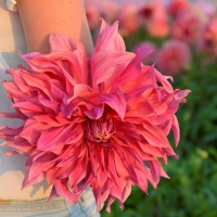 Dalia talerzowa Penhill Dark Monarch