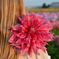 Dalia talerzowa Penhill Dark Monarch