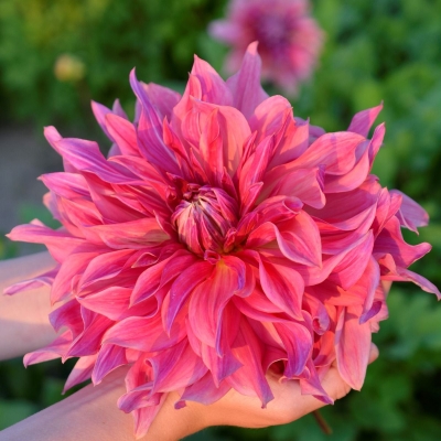 Dalia talerzowa Penhill Dark Monarch 1szt