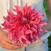 Dalia talerzowa Penhill Dark Monarch