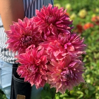 Dalia talerzowa Penhill Dark Monarch