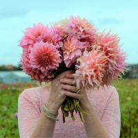 Dalia talerzowa Penhill Watermelon