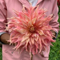 Dalia talerzowa Penhill Watermelon