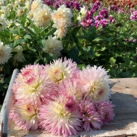 Dalia Pinelands Princess
