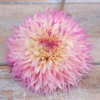 Dalia Pinelands Princess
