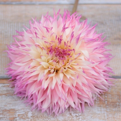 Dalia kaktusowa Pinelands Princess 1szt