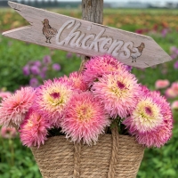 Dalia Pinelands Princess
